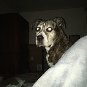 Meet your Posher, Ally